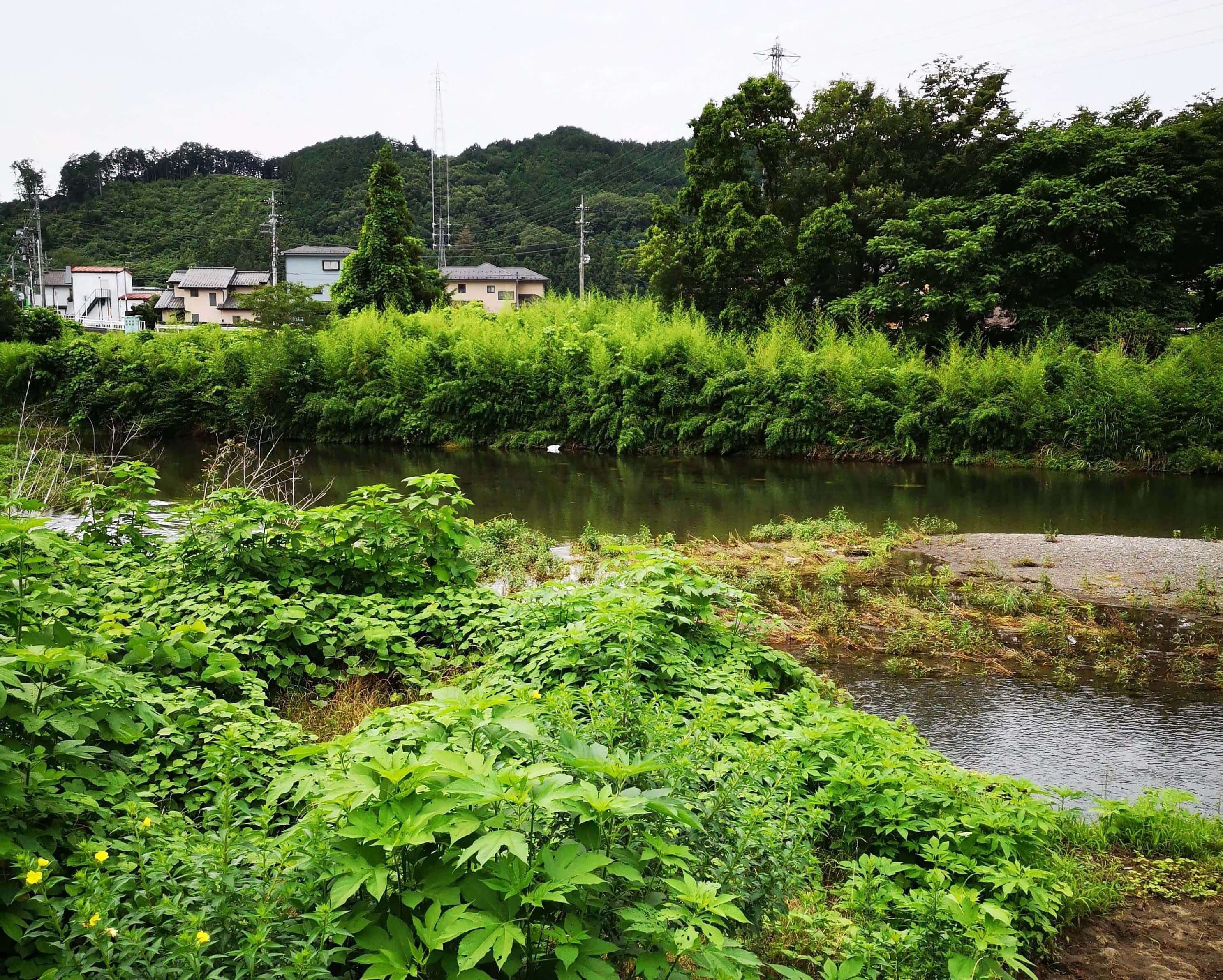 19年7月13日 埼玉県飯能市の入間川にて小物釣りに挑戦した話 ラクダの釣行日誌