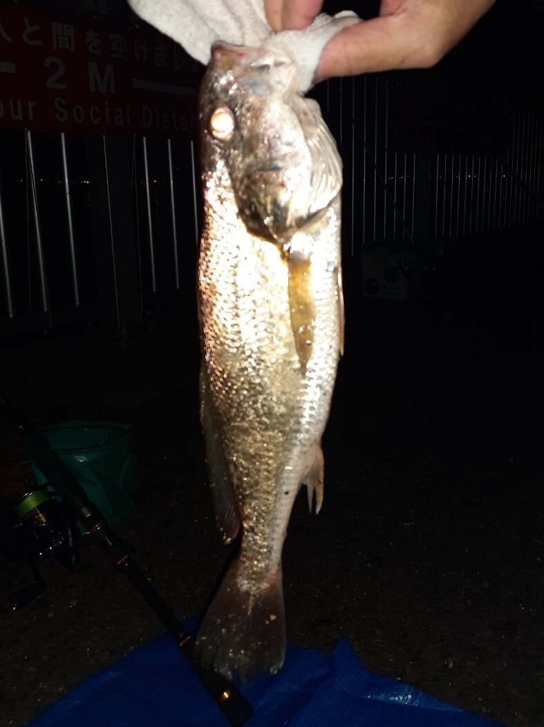 21年6月25日夜から朝にかけて若洲海浜公園にて久しぶりの釣り の話 ラクダの釣行日誌